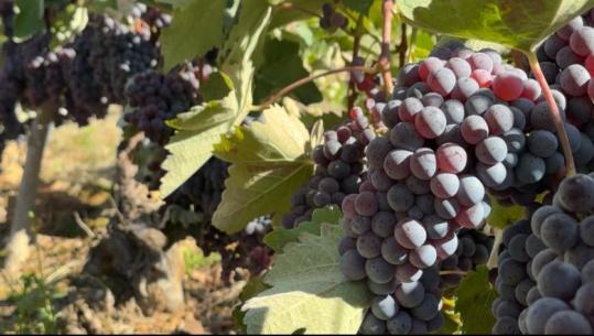 Vëzhgim/ Tregu i Pogradecit dominohet nga rrushi maqedonas, prodhimi vendas me çmim më të lirë mbetet pa shitur 