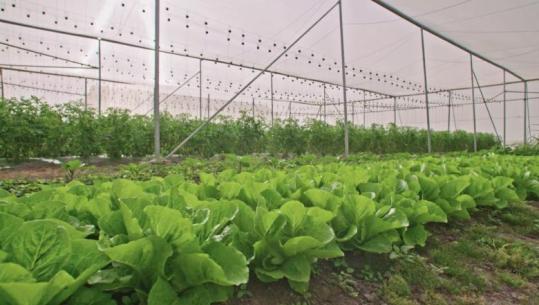 Nis hartimi i ‘Skemës së re Kombëtare 2026’ për bujqësinë me buxhet 52 mln euro! Sektor i nënfinancuar, vjet u dhanë vetëm 26 mln € kredi