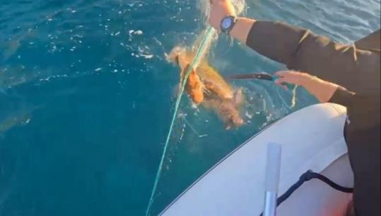 Vlorë/ Shpëtohet breshka e detit në Palasë, kishte ngecur në rrjetet e peshkatarëve (VIDEO)