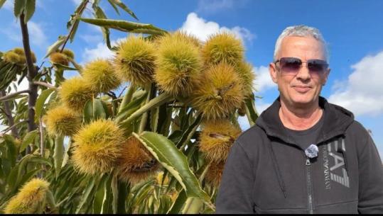 ‘Njerëzit thonë ky s’është në terezi!’ Ajet Hamolli lë Tiranën për Dardhasin dhe mbjell 33 ha me gështenja: Tregun e kam të sigurt në Itali