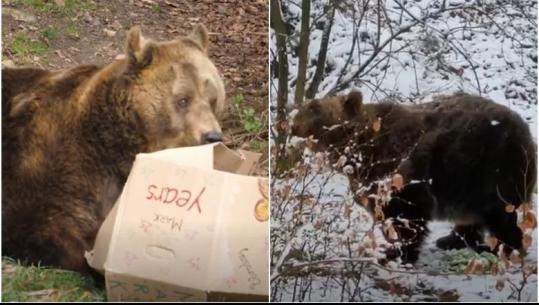 Qëndroi 20 vite në kafazin e restorantit në Tiranë, ariu i murrmë ‘Mark’ ngordh 3 vite pasi u dërgua në Austri (VIDEO)