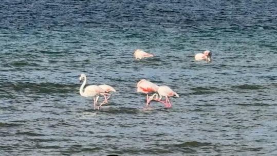 VIDEO/ Flamingot ‘pushtojnë’ Pogradecin, Bego: Vijnë nga Turqia e jugu i Afrikës