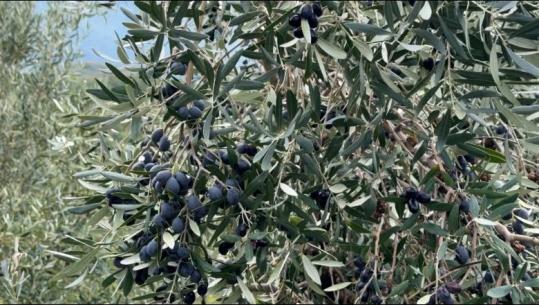 Prodhim i bollshëm i ullinjve në Zadrimë të Lezhës, por mungesë punëtorësh për vjelje! Çmimi i vajit të ullirit arrin në 1200 lekë për litër