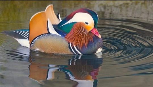 Zogu 'rosa mandarine' femër fotografohet në ujrat shqiptare (FOTO)