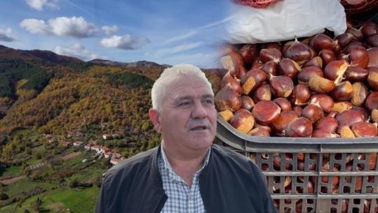 Shmili, 'thesari' i gështenjave në Elbasan, 300 ton prodhim në vit, por pa rrugë, ujë e fuqi punëtore! Banorët: Po boshatiset fshati