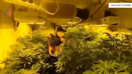 VIDEO/ Të mbushura me 1100 rrënjë kanabisi, zbulohen 3 ambiente ku kultivohej drogë në Malësi të Madhe! 2 kushërinjtë në pranga, 1 në kërkim