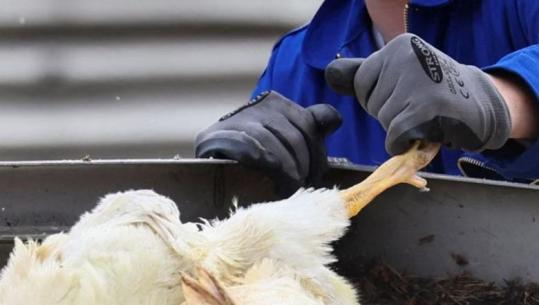 Kosova ndalon importin e shpendëve dhe produkteve të tyre nga Hungaria dhe Italia