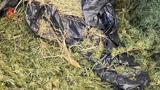 Sekuestrohen 12 kg kanabis në Shkodër, 7 persona në pranga! Mes tyre 6 vajza e gra (EMRAT+VIDEO)