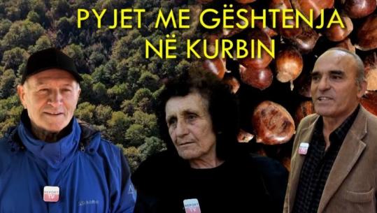 Veri-Jug/ Pyjet me gështenja në Kurbin! Malësorët e Selitës tregojnë si eksportojnë 16 ton në vit