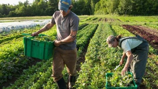 110 mijë fermerë me NIPT, do të përfitojnë kompensim 10% të TVSH-së çdo gjashtë muaj