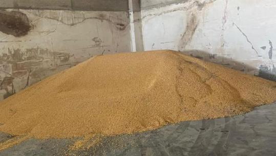 Shqipëria i vendos ‘traun’ në doganë misrit serb, bllokohen në Hanin e Hotit 21 kamionë me 520 tonë! Kreu i AKU: Rezultuan me aflatoksinë