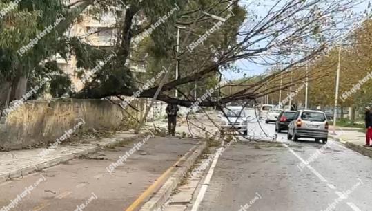 Moti i keq/ Era e fortë rrëzon pemë në zonën e Skelës dhe pyllin e Sodës në Vlorë! Në qarkun e Fierit disa zona pa energji elektrike  (VIDEO)