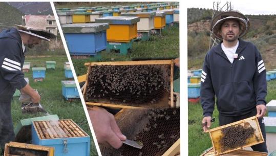 UDHËTON me BLETËT! Historia që s'e keni dëgjuar kurrë / Sekreti si të dalloni mjaltin e mirë