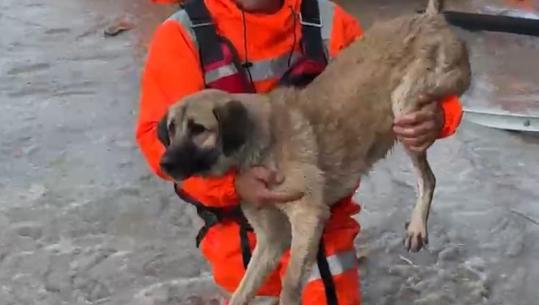 Qeni mbeti i bllokuar në rrjedhën e Vjosës, shpëtohet nga Forcat e Armatosura (VIDEO)