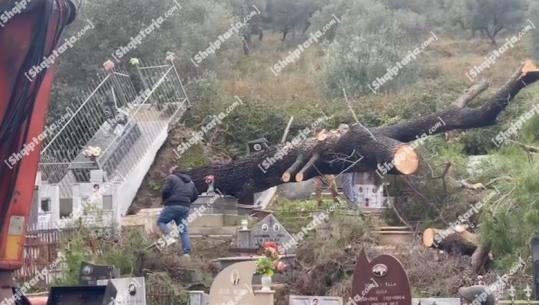 Era e fortë shemb pemën në Vlorë, dëmtohen disa varreza