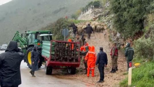 Përmbytjet/ Tufa e deleve shpëtohet me zetor në Çukë (VIDEO)