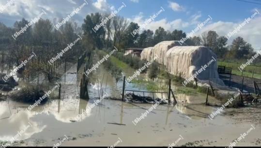 Situata drejt normalizimit në Fier, ulet niveli i Vjosës dhe Semanit, ministri Vengu ne terren (VIDEO)