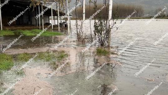 Përmbytjet në Lezhë/ Dëme të shumta në bujqësi, 300 ha tokë nën ujë