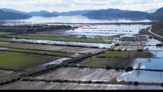 Moti i keq në Sarandë/ Drejtuesi i Emergjencave në bashki: Rreth 700 krerë bagëti të imta të mbytura, dëme edhe në bujqësi 