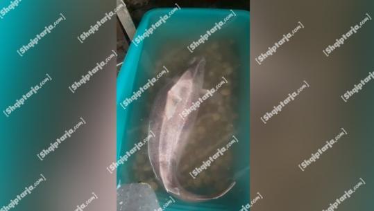 Vlorë/ 35 kg dhe 1.3 metra i gjatë peshkaqeni ‘derr’ bie në rrjetat e peshkatarëve të Radhimës (VIDEO)