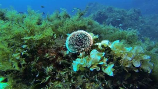 “Çdo ditë që zhytemi gjejmë diçka të re”. Biologët e huaj eksplorojnë Jonin: Botë e pasur nënujore 