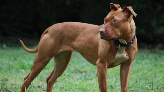 E rëndë në Greqi/ Po luante në oborrin e shtëpisë, qeni sulmon për vdekje 2-vjeçarin shqiptar