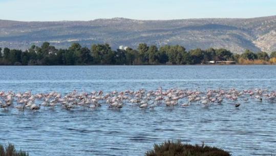 Kune-Vaini ‘pushtohet’ nga flamingot, klima e butë dhe ushqimi në lagunë rikthejnë shpendët migrator edhe në dimër