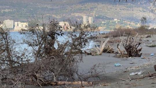 Erozioni detar ‘përpin’ bregdetin e Kunës në Lezhë, stuhitë detare rrëzojnë pishat dhe bashkojnë detin me lagunën