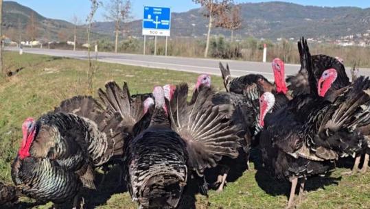 Gjelat e detit mbeten pa shitur në Cakran të Fierit, importet nga Greqia vënë në vështirësi fermerët: S’kemi treg