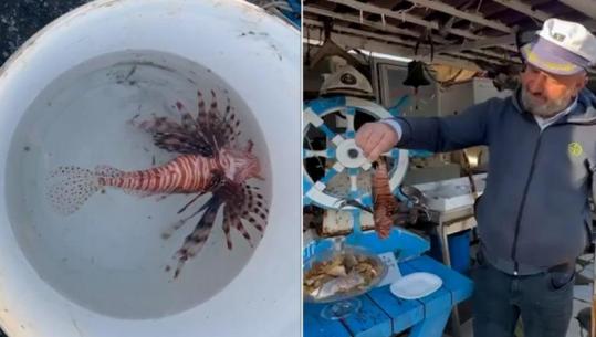 Peshku ‘luan’ bie në rrjetat e peshkatrëve të Vlorës! I rrezikshëm për njerëzit