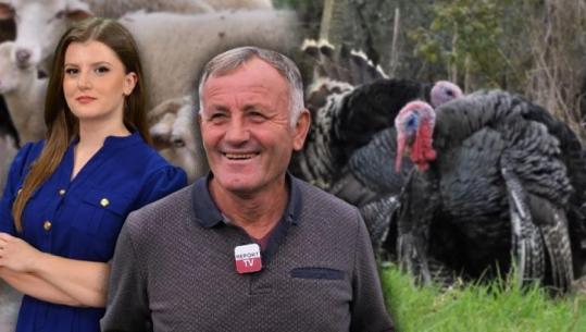 'Një nga ne'/ Dita e Gëzim Xhafës, 63 vjeçari energjik që rrit gjela në Maminas: Çmimi 10 mijë lekë/kg