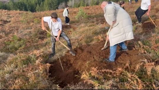 65 hektarë të shkrumbuara plotësisht nga zjarret në Fushë Arrëz, nis aksioni për mbjelljen e pemëve në zonat e shkatërruara