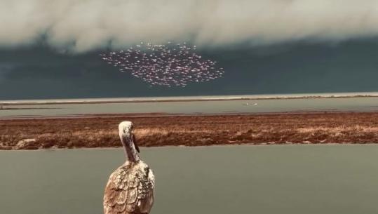 VIDEOLAJM/ Balet në qiell, Flamingot dhurojnë spektakël në Parkun Divjakë–Karavasta 