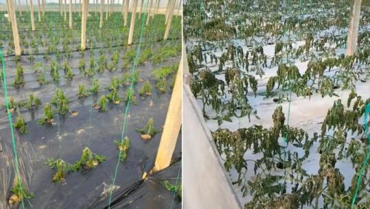 Moti i keq në Fier/ Ngricat shkatërrojnë kulturat e serave të fermerëve të të Roskovecit dhe Frakullës 