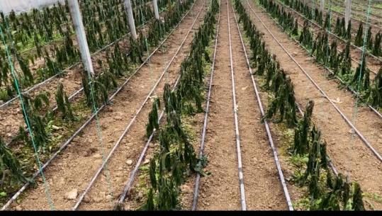 Ngricat thajnë prodhimet në serat e Lushnjës dhe Fierit! Fermeri: I ftohti dëm të jashtëzakonshëm, s’dimë ç’të bëjmë