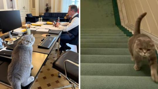 Macja e kryeministrit belg bëhet fenomen në rrjete sociale