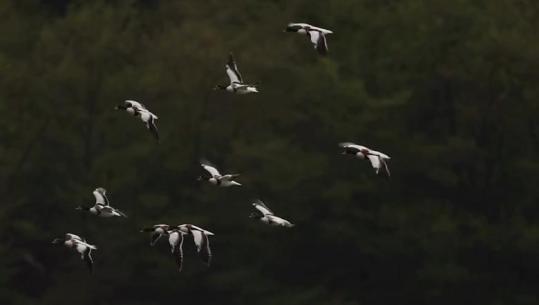 ‘Njësh’ me natyrën, pamjet e rralla të botës së egër në parqet kombëtare (VIDEO)