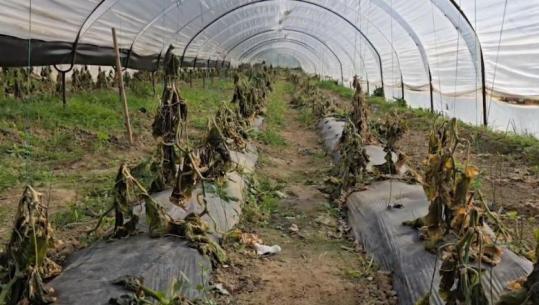 Fier/ Ngricat thajnë perimet në serat e Frakullës, fermerët kërkojnë dëmshpërblim: Po falimentojmë