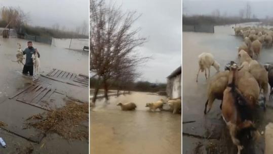 Moti i keq/ Rrezikon të përmbytet, fermeri në Zadrimë nxjerr delet nga stalla blegtorale (VIDEO)