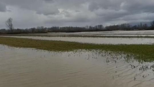 Reshjet e dendura të shiut/ Qindra hektarë tokë bujqësore ende nën ujë në Krujë