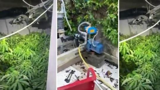 Policia zbuloi 'shtëpi bari' në Shkodër! Arrestohet 16-vjeçari, një tjetër person ende në kërkim