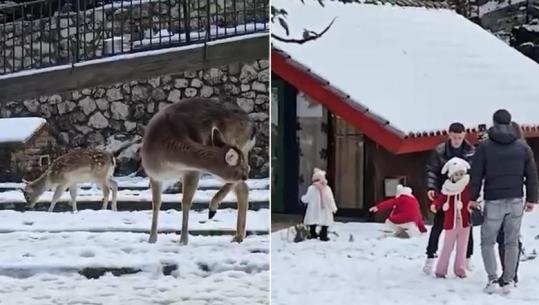 VIDEOLAJM/ Llogaraja e zbardhur nga dëbora, qytetarët shijojnë peizazhin dhe drerët e parkut