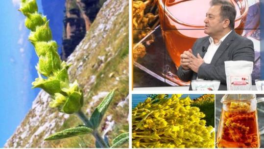 Çaji i Malit: Bima Shqiptare që forcon trupin dhe kuron dhjetëra probleme shëndetësore / Ylli Merja tregon disa receta popullore