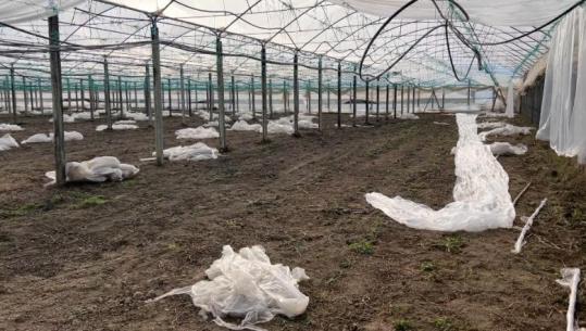 Kalben 30 ton domate në Patos, fermeri i serave: Pa dëmshpërblim nga shteti jam i falimentuar! Në Lezhë u përmbyten 1700 hektarë me grurë e foragjere