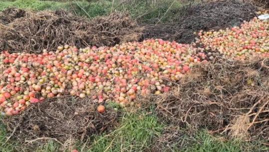 Kalben 30 ton domate në Patos, fermeri i serave: Pa dëmshpërblim nga shteti jam i falimentuar! Në Lezhë u përmbyten 1700 hektarë me grurë e foragjere