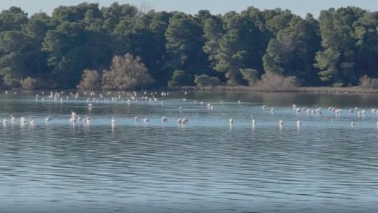 Censi i shpendëve, rritet numri i tyre në Vlorë e Pogradec