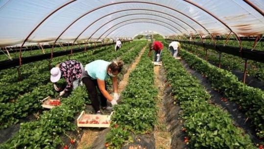  Kompensimi i fermerëve, nis zbatim në qershor 2026! Fermerët dorëzojnë çdo 6-muaj faturat në tatime, marrin 10% mbrapsht