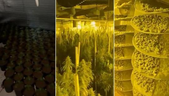 Tjetër ‘shtëpi bari’ në Sarandë/ Arrestohet administratori i pallatit, në kërkim 4 persona! Sekuestrohen 157 bimë kanabis (EMRAT)