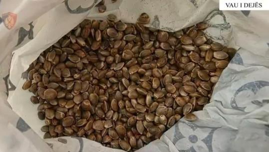 Fshehu farat e kanabisit në lokalin e tij, arrestohet 70-vjeçari në Vaun e Dejës