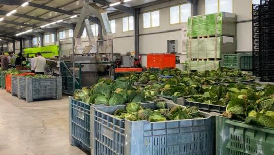 Greva e kamionistëve frenoi eksportin e perimeve të Myzeqesë! Grumbulluesit për Report TV: Tonelata me lakër dhe presh në magazina! Humbje për biznesin dhe fermerët